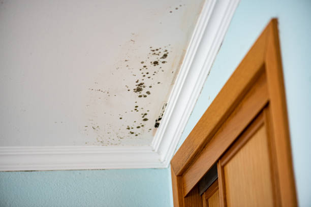 Professional Mold Removal in Galena, OH