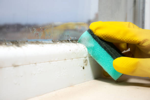 Best Attic Mold Removal  in Galena, OH