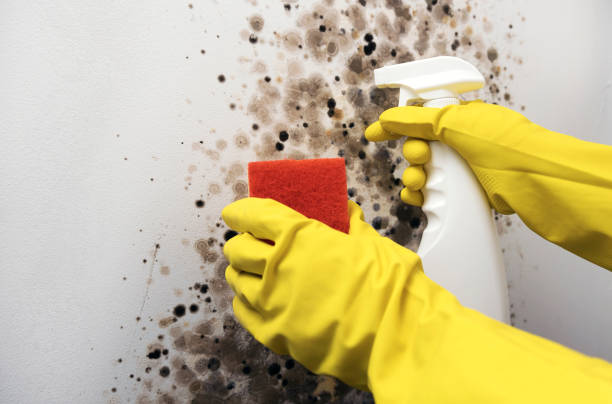 Best Mold Remediation  in Galena, OH