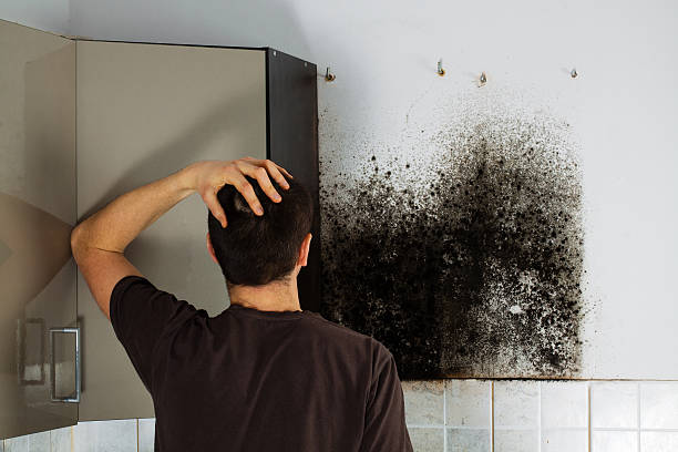 Best Mold Inspection  in Galena, OH